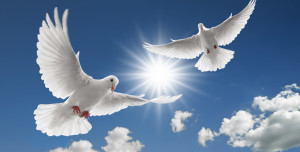 two doves flying with spread wings on sky